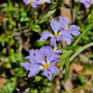 Dampiera stricta at Carrington Falls, NSW - 26 Oct 2024