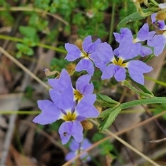 Dampiera stricta at Carrington Falls, NSW - 26 Oct 2024 01:20 PM