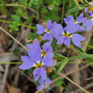 Dampiera stricta at Carrington Falls, NSW - 26 Oct 2024