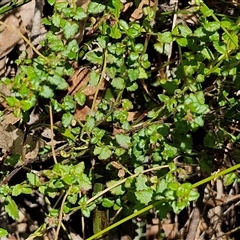 Dampiera stricta at Carrington Falls, NSW - 26 Oct 2024