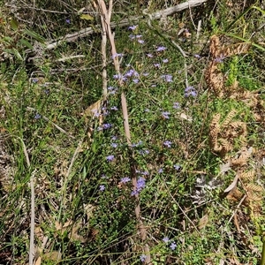 Dampiera stricta at Carrington Falls, NSW - 26 Oct 2024 01:20 PM