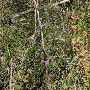 Dampiera stricta at Carrington Falls, NSW - 26 Oct 2024