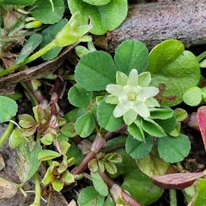 Dichondra repens at Carrington Falls, NSW - 26 Oct 2024 01:14 PM