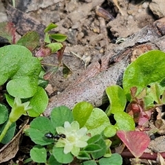 Dichondra repens at Carrington Falls, NSW - 26 Oct 2024