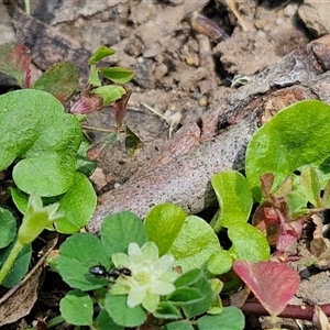 Dichondra repens at Carrington Falls, NSW - 26 Oct 2024 01:14 PM