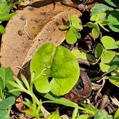 Dichondra repens at Carrington Falls, NSW - 26 Oct 2024