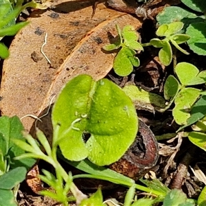 Dichondra repens at Carrington Falls, NSW - 26 Oct 2024