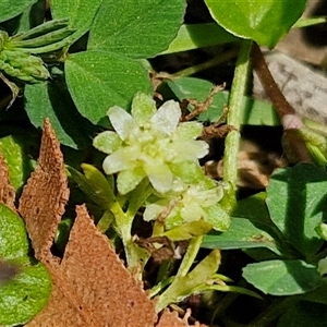 Dichondra repens at Carrington Falls, NSW - 26 Oct 2024