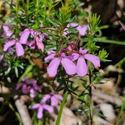 Tetratheca neglecta at Carrington Falls, NSW - 26 Oct 2024 by trevorpreston