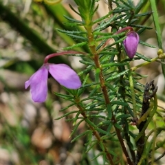 Tetratheca neglecta at Carrington Falls, NSW - 26 Oct 2024