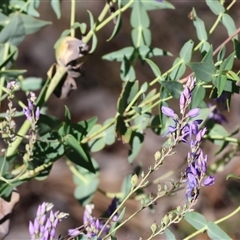 Veronica perfoliata at Chiltern, VIC - 25 Oct 2024 by KylieWaldon