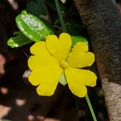 Hibbertia aspera subsp. aspera at Carrington Falls, NSW - 26 Oct 2024 by trevorpreston