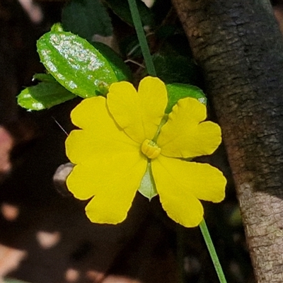 Hibbertia aspera subsp. aspera at Carrington Falls, NSW - 26 Oct 2024 by trevorpreston