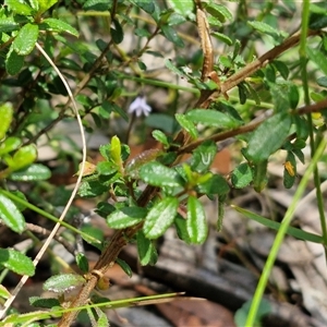 Hibbertia aspera subsp. aspera at Carrington Falls, NSW - 26 Oct 2024 01:13 PM