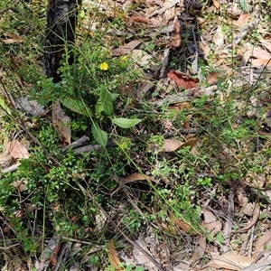 Hibbertia aspera subsp. aspera at Carrington Falls, NSW - 26 Oct 2024 01:13 PM