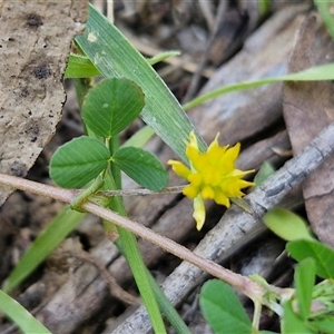 Trifolium campestre at Carrington Falls, NSW - 26 Oct 2024