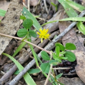 Trifolium campestre at Carrington Falls, NSW - 26 Oct 2024