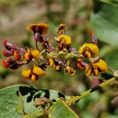 Daviesia latifolia (Hop Bitter-Pea) at Carrington Falls, NSW - 26 Oct 2024 by trevorpreston