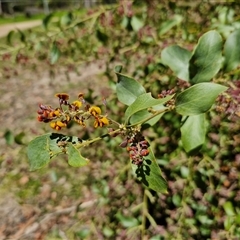 Daviesia latifolia at Carrington Falls, NSW - 26 Oct 2024