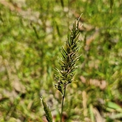 Anthoxanthum odoratum (Sweet Vernal Grass) at Carrington Falls, NSW - 26 Oct 2024 by trevorpreston