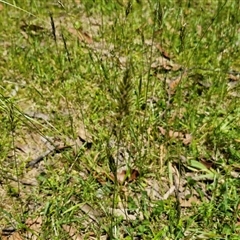 Anthoxanthum odoratum at Carrington Falls, NSW - 26 Oct 2024