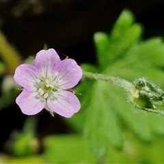Geranium (genus) (Geranium) at Carrington Falls, NSW - 26 Oct 2024 by trevorpreston