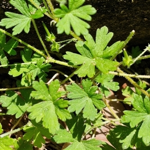 Geranium sp. at Carrington Falls, NSW - 26 Oct 2024