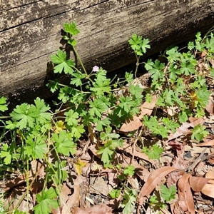 Geranium sp. at Carrington Falls, NSW - 26 Oct 2024 01:09 PM