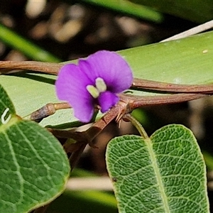 Hardenbergia violacea at Carrington Falls, NSW - 26 Oct 2024