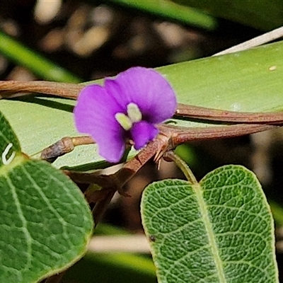 Hardenbergia violacea (False Sarsaparilla) at Carrington Falls, NSW - 26 Oct 2024 by trevorpreston