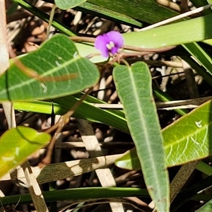 Hardenbergia violacea at Carrington Falls, NSW - 26 Oct 2024