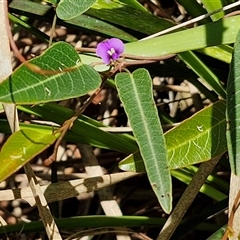 Hardenbergia violacea at Carrington Falls, NSW - 26 Oct 2024