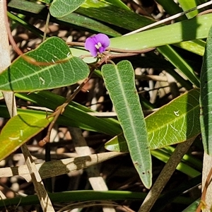 Hardenbergia violacea at Carrington Falls, NSW - 26 Oct 2024