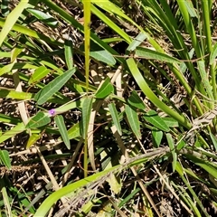 Hardenbergia violacea at Carrington Falls, NSW - 26 Oct 2024