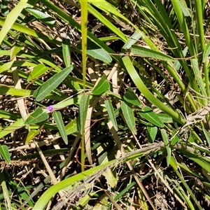 Hardenbergia violacea at Carrington Falls, NSW - 26 Oct 2024 01:08 PM