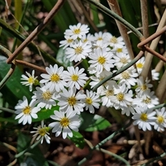 Olearia elliptica (Sticky Daisy Bush) at Carrington Falls, NSW - 26 Oct 2024 by trevorpreston