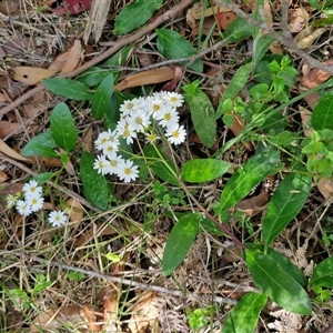 Olearia elliptica at Carrington Falls, NSW - 26 Oct 2024 01:08 PM