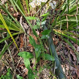 Olearia elliptica at Carrington Falls, NSW - 26 Oct 2024