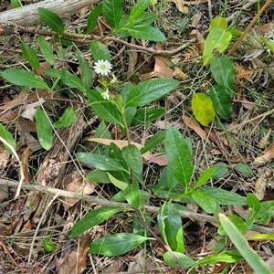 Olearia elliptica at Carrington Falls, NSW - 26 Oct 2024