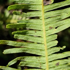 Sticherus lobatus at Carrington Falls, NSW - suppressed