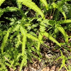 Sticherus lobatus at Carrington Falls, NSW - suppressed