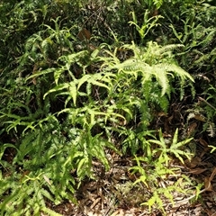 Sticherus lobatus at Carrington Falls, NSW - suppressed