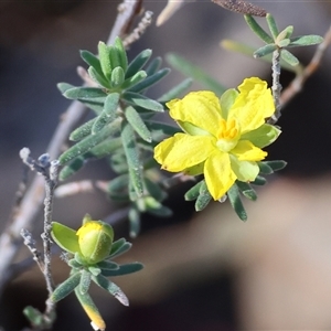 Hibbertia riparia at Chiltern, VIC by KylieWaldon