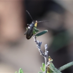 Unidentified Beetle (Coleoptera) at Chiltern, VIC - 25 Oct 2024 by KylieWaldon