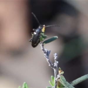 Unidentified Beetle (Coleoptera) at Chiltern, VIC by KylieWaldon