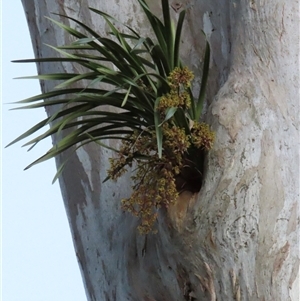 Cymbidium suave at Kangaroo Valley, NSW - suppressed