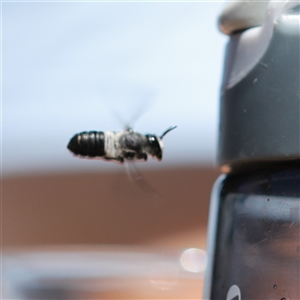 Megachile lucidiventris at Vincentia, NSW - suppressed