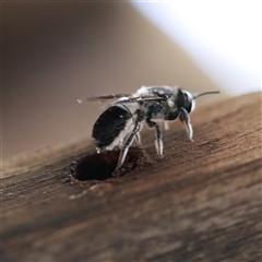 Megachile lucidiventris (Resin bee, Megachilid bee) at Vincentia, NSW - 31 Dec 2021 by PaperbarkNativeBees