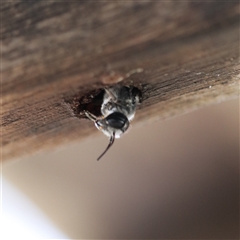 Megachile lucidiventris at Vincentia, NSW - suppressed