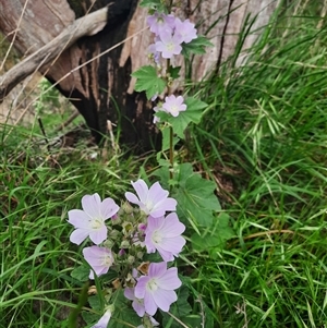 Malva preissiana at Macarthur, VIC by MB